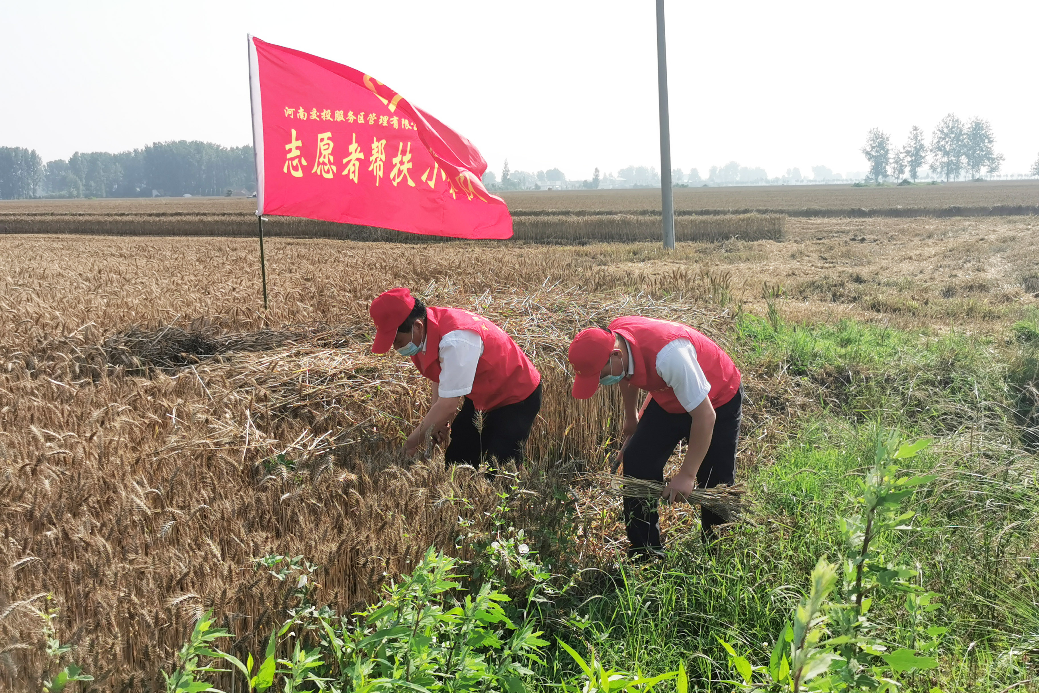 正陽(yáng)北服務(wù)區(qū)成立“三夏”志愿服務(wù)隊(duì)，前往附近村莊幫助農(nóng)戶搶收小麥。拍攝人：周君婭.jpg